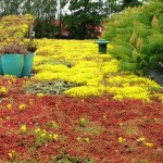 geel sedum