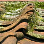Victorian Roof ecologisch dak